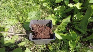 РАЗВОДИМ КРЫЖОВНИК : ЧЕРЕНКОВАНИЕ ИЛИ МЕТОД ОТВОДКОВ !