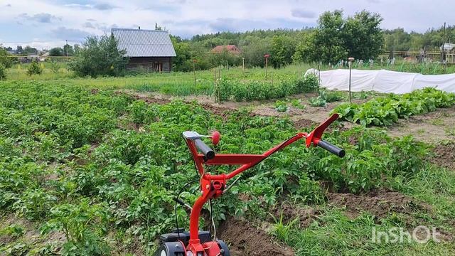 Второе окучивание картошки мотоблоком Агат. Сезон 2025. смотреть онлайн