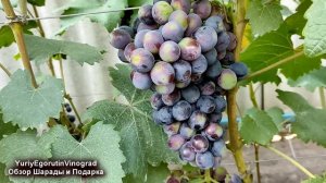 🍇 Обзор ПЕРВОГО УРОЖАЯ ВИНОГРАДА 3 лет. Подарок Несве?