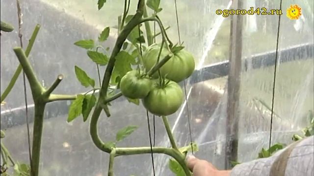 Томаты и огурцы в теплице. Из опыта Ю.Д.Ягодкина смотреть онлайн