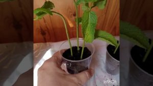 Посадка мяты