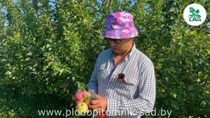 Яблоня АКСАМИТ. Позднелетний сорт для любителей СЛАДК