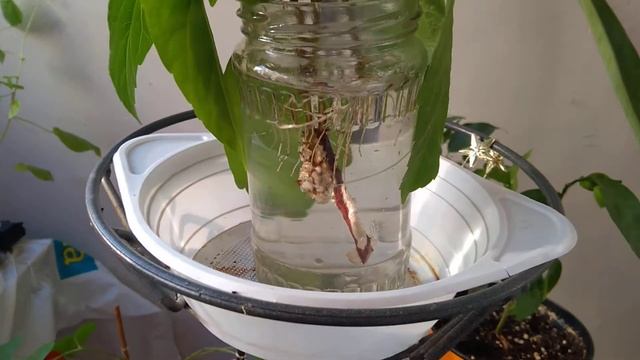 Укоренение черенков гибискуса в воде смотреть онлайн