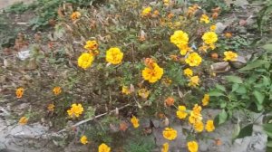 622.КРЫМ! Наш Осенний Сад, что делаем?