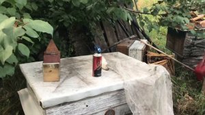 ПЧЕЛИНОЕ ВОРОВСТВО на пасеке. НАПАД пчёл. ЧТО ДЕЛАТЬ?