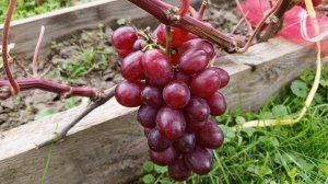 Небольшое дополнение  о винограде Дынька и Памяти учи?