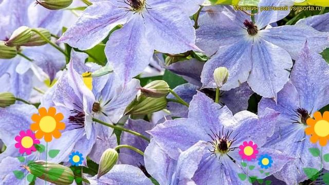 Клематис Скайфолл. Краткий обзор, описание характерис смотреть онлайн