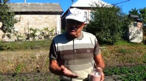 Правильно  готовим  клубнику к зимовке - получаем хоро?