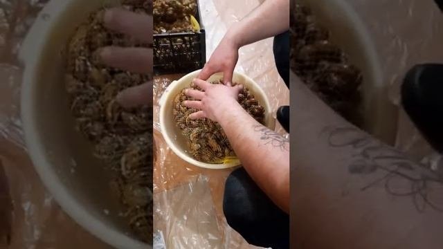 Запуск маточника. Улитка Мюллер. Сезон 2025г. #улиткамюл?