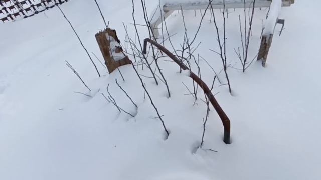 Сеянцы подвоя. Корни и земля. смотреть онлайн