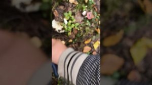 Большой урожай груздей 9 сентября