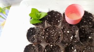 УКОРЕНЯЮ ПЕТУНИЮ В ОКТЯБРЕ ДЛЯ СОХРАНЕНИЯ И РАЗМНОЖЕН