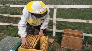 Пчелопакет Бакфаст продажа