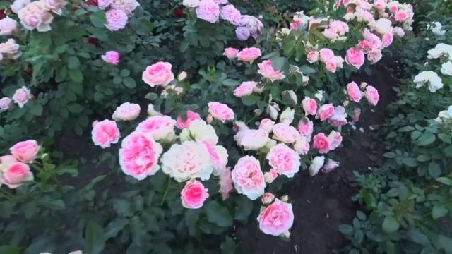 Всё о розах в одном видео!