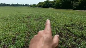 Суданская трава кинельская