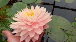 Водяная лилия Awesome одна из самых махровых нимфей в пер?