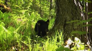 Эпизод 1. Гималайский медведь и его среда обитания / «З?