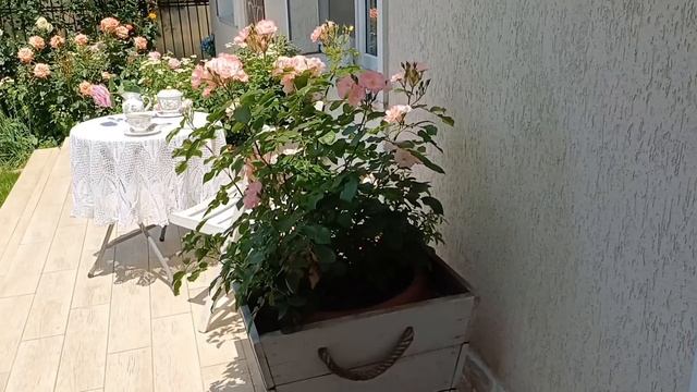 Розы в кашпо - эффектное украшение сада. Как выращиваю смотреть онлайн