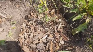 Вот как нужно выращивать голубику ПРАВИЛЬНО!