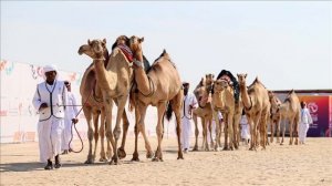 Түйе майы мен етінің, сүтінің пайдасы жайлы. #түйенің с