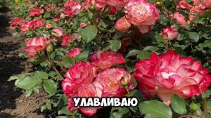 Юбилей Принца Монако - та самая обильно цветущая флори