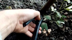 Инжир синий каплевидный 1й год. Удаляем поросли.