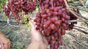 Виноград полонез - 50 на 5.08.23 . 👍🍇🤠