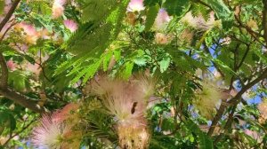 Ленкоранская акация