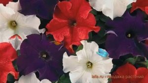 Петуния грандифлора Дримс Патриот Микс 🌿 обзор: как с