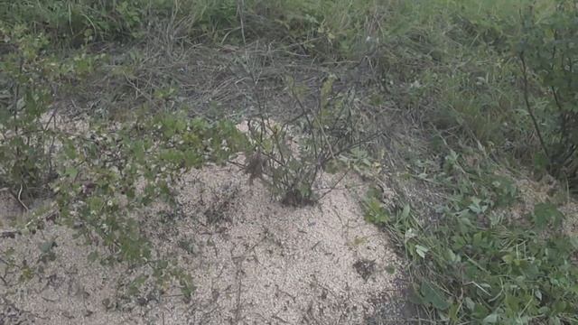 2024 Июль. Начало реанимации сада и подготовка к переезд смотреть онлайн