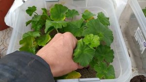 Пеларгония - герань !   Укоренение в речном песке.  ( мой