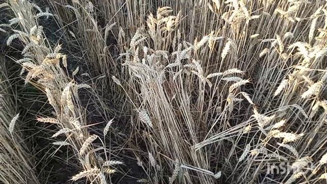 2024.07.06 ПОЧАТОК.  РЖТ Реформ і Смуглянка. Покривні. смотреть онлайн