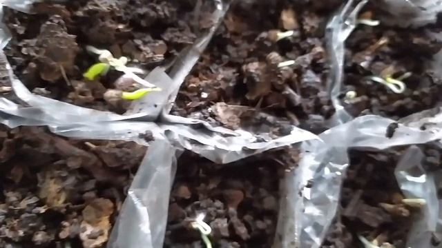 РАССАДА ВЗОШЛА И АКТИВНО РАСТЕТ БЕЗ ПОДСВЕТКИ И ПРИ ТЕ смотреть онлайн