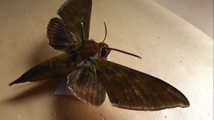 БРАЖНИКИ: 584. Rhagastis gloriosa