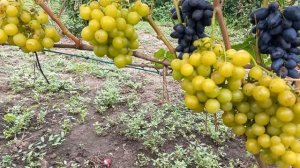 Виноград 2024 Басанті, Прима України, Перцовий чоорний, ?