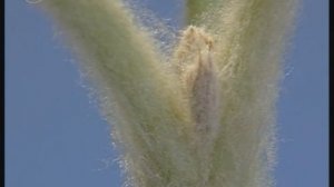 Почка. Развитие побега из почки, ветвление