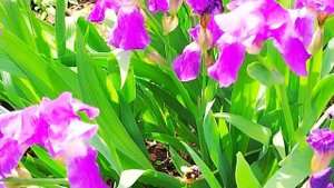 Когда и как сажать ирисы? 🌱Irises. #video #irises