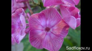 Дымчатые флоксы. Видео из серии Цвета флоксов