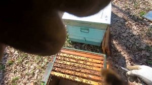 ✅ Карника Количество Рамок в Ульях! #пчеловодство1