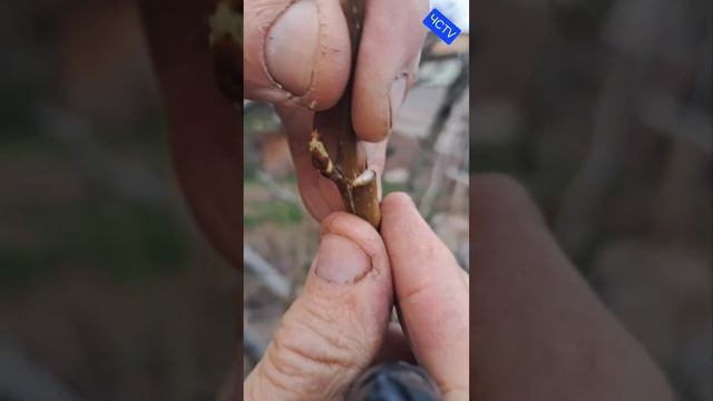 "ПРИВИВКА ДЕРЕВЬЕВ": 5 простых шагов для 100% результата!" смотреть онлайн