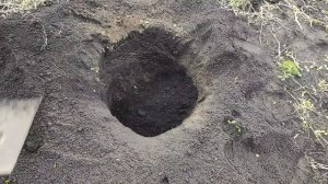 Яблоня. Посадка плодовых саженцев.