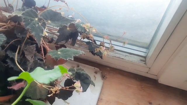 Спасти рядового шмеля)😉🐝👍 смотреть онлайн