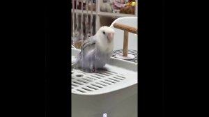 смешное видео с животными!♡