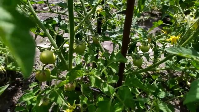 При высадке помидор кладу в лунку 1 ложку этого и помид смотреть онлайн