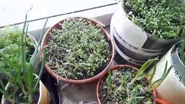 "Серёжкин огород" 8 серия , Часть 2 смотреть онлайн