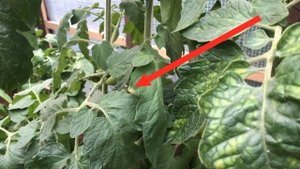 Ошибки начинающих при посадке помидоров в теплицу