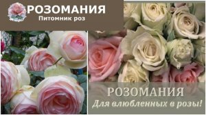 ЛУЧШИЕ ПИТОМНИКИ РОЗ! 🔥Народный рейтинг РОЗАНОСТРЫ!?