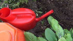 Как УСКОРИТЬ ВЫЗРЕВАНИЕ ЛОЗЫ винограда