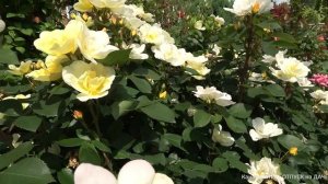 25 сортов самых ШИКАРНЫХ РОЗ!