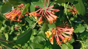 Жимолость Брауна